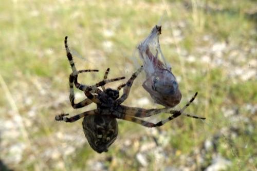 Araneus angulatus